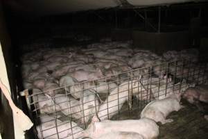 Grower pigs - Australian pig farming - Captured at Deni Piggery, Deniliquin NSW Australia.