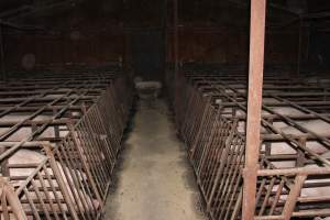 Sow stalls at Springview Piggery NSW - Australian pig farming - Captured at Springview Piggery, Gooloogong NSW Australia.