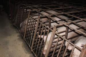 Sow stalls at Springview Piggery NSW - Australian pig farming - Captured at Springview Piggery, Gooloogong NSW Australia.