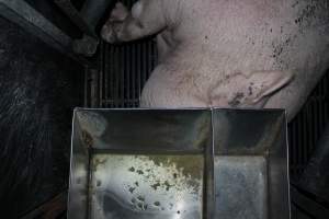 Sow's head under feed tray - Australian pig farming - Captured at Selko Piggery, Narrandera NSW Australia.