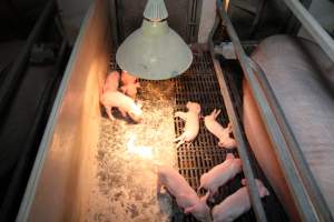 Farrowing crates at CEFN Breeder Piggery QLD - Australian pig farming - Captured at CEFN Breeding Unit #2, Leyburn QLD Australia.