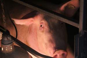 Farrowing crates at Wasleys Tailem Bend Piggery SA - Australian pig farming - Captured at Tailem Bend Piggery, Tailem Bend SA Australia.