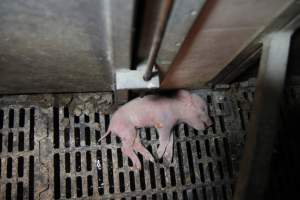 Dead piglet outisde farrowing crate - Australian pig farming - Captured at CEFN Breeding Unit #2, Leyburn QLD Australia.