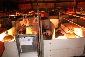 Farrowing crates at Wasleys Tailem Bend Piggery SA - Australian pig farming - Captured at Tailem Bend Piggery, Tailem Bend SA Australia.