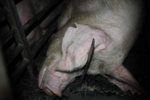 Sow stalls at Springview Piggery NSW - Australian pig farming - Captured at Springview Piggery, Gooloogong NSW Australia.