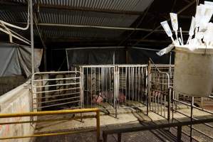 Boars in boar stalls - Australian pig farming - Captured at Yelmah Piggery, Magdala SA Australia.