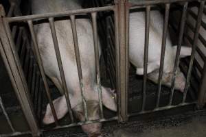 Sow stalls at Springview Piggery NSW - Australian pig farming - Captured at Springview Piggery, Gooloogong NSW Australia.