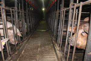 Looking down aisle of sow stall shed - Australian pig farming - Captured at Grong Grong Piggery, Grong Grong NSW Australia.