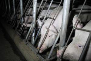 Sow stalls at CEFN Breeder Piggery QLD - Australian pig farming - Captured at CEFN Breeding Unit #2, Leyburn QLD Australia.