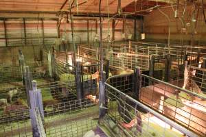Farrowing crates at St Arnaud Piggery VIC - Australian pig farming - Captured at St Arnaud Piggery Units 2 & 3, Saint Arnaud VIC Australia.
