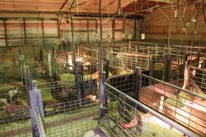 Farrowing crates at St Arnaud Piggery VIC - Australian pig farming - Captured at St Arnaud Piggery Units 2 & 3, St Arnaud VIC Australia.