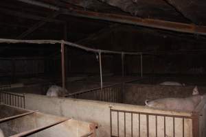 Group sow housing - Australian pig farming - Captured at Springview Piggery, Gooloogong NSW Australia.