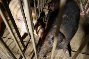 Boars in boar stalls - Australian pig farming - Captured at Yelmah Piggery, Magdala SA Australia.