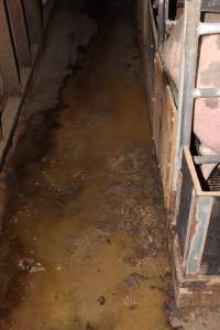 Aisle covered in excrement - Australian pig farming - Captured at Finniss Park Piggery, Mannum SA Australia.