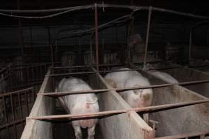 Boars in boar stalls - Australian pig farming - Captured at Springview Piggery, Gooloogong NSW Australia.