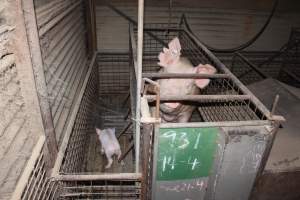 Farrowing crates at Willawa Piggery NSW - Australian pig farming - Captured at Willawa Piggery, Grong Grong NSW Australia.