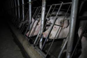 Sow stalls at CEFN Breeder Piggery QLD - Australian pig farming - Captured at CEFN Breeding Unit #2, Leyburn QLD Australia.