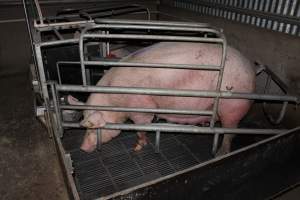 Farrowing crates at Selko Piggery NSW - Australian pig farming - Captured at Selko Piggery, Narrandera NSW Australia.