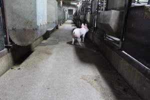 Piglet in aisle - Australian pig farming - Captured at Bungowannah Piggery, Bungowannah NSW Australia.