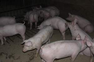 Grower/finisher pigs - Australian pig farming - Captured at Springview Piggery, Gooloogong NSW Australia.