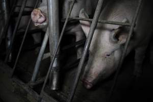 Sow stalls at CEFN Breeder Piggery QLD - Australian pig farming - Captured at CEFN Breeding Unit #2, Leyburn QLD Australia.