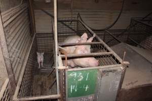 Farrowing crates at Willawa Piggery NSW - Australian pig farming - Captured at Willawa Piggery, Grong Grong NSW Australia.