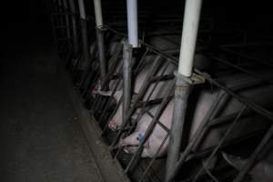 Sow stalls at CEFN Breeder Piggery QLD - Australian pig farming - Captured at CEFN Breeding Unit #2, Leyburn QLD Australia.