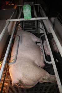 Farrowing crates at Sheaoak Piggery SA - Australian pig farming - Captured at Sheaoak Piggery, Shea-Oak Log SA Australia.