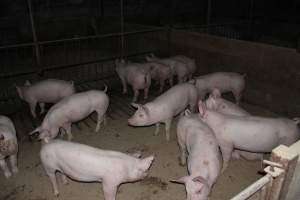 Grower/finisher pigs - Australian pig farming - Captured at Springview Piggery, Gooloogong NSW Australia.