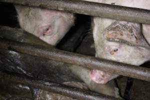 Rotting pig being eaten by other pigs - Cannibalised dead pig - Captured at Light Piggery, Lower Light SA Australia.