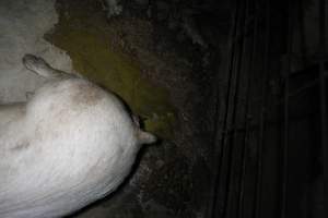 Sows living in excrement - Australian pig farming - Captured at CEFN Breeding Unit #2, Leyburn QLD Australia.