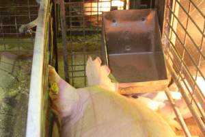 Farrowing crates at St Arnaud Piggery VIC - Australian pig farming - Captured at St Arnaud Piggery Units 2 & 3, Saint Arnaud VIC Australia.