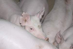 Grower/finisher pigs - Australian pig farming - Captured at Springview Piggery, Gooloogong NSW Australia.