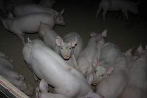 Grower/finisher pigs - Australian pig farming - Captured at Springview Piggery, Gooloogong NSW Australia.