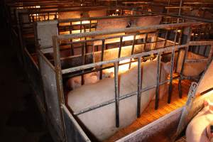 Farrowing crates at Huntly Piggery NSW - Australian pig farming - Captured at Huntly Piggery, Huntly North VIC Australia.