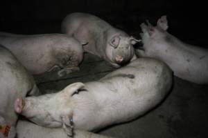 Group sow housing - Australian pig farming - Captured at CEFN Breeding Unit #2, Leyburn QLD Australia.