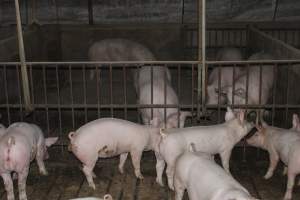 Grower/finisher pigs - Australian pig farming - Captured at Springview Piggery, Gooloogong NSW Australia.