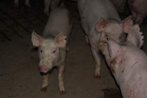 Grower/finisher pigs - Australian pig farming - Captured at Springview Piggery, Gooloogong NSW Australia.