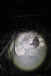 Grower/finisher pigs living in excrement - Australian pig farming - Captured at Narrogin Piggery, Dumberning WA Australia.