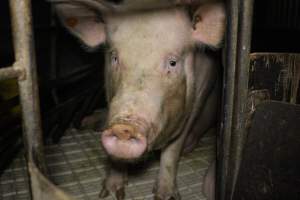 Farrowing crates at Dublin Piggery SA - Australian pig farming - Captured at Dublin Piggery, Dublin SA Australia.