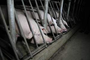 Sow stalls at CEFN Breeder Piggery QLD - Australian pig farming - Captured at CEFN Breeding Unit #2, Leyburn QLD Australia.