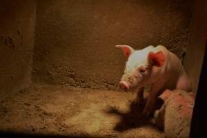 Farrowing crates at Korunye Park Piggery SA - Australian pig farming - Captured at Korunye Park Piggery, Korunye SA Australia.