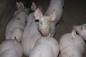 Grower/finisher pigs - Australian pig farming - Captured at Springview Piggery, Gooloogong NSW Australia.