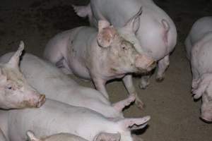 Grower/finisher pigs - Australian pig farming - Captured at Springview Piggery, Gooloogong NSW Australia.