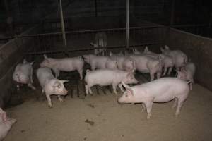 Grower/finisher pigs - Australian pig farming - Captured at Springview Piggery, Gooloogong NSW Australia.