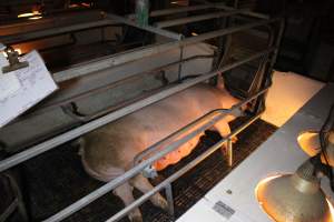 Farrowing crates at Sheaoak Piggery SA - Australian pig farming - Captured at Sheaoak Piggery, Shea-Oak Log SA Australia.