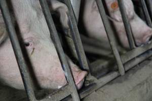Sow stalls at CEFN Breeder Piggery QLD - Australian pig farming - Captured at CEFN Breeding Unit #2, Leyburn QLD Australia.