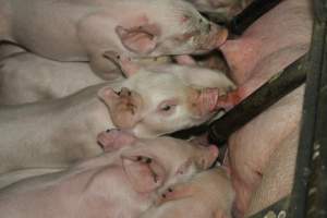 Piglets suckling - Australian pig farming - Captured at Dublin Piggery, Dublin SA Australia.