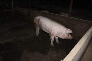 Grower/finisher pigs - Australian pig farming - Captured at Springview Piggery, Gooloogong NSW Australia.