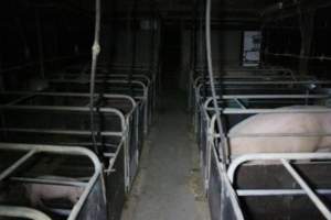 Farrowing crates at Wellington Piggery SA - Australian pig farming - Captured at Wellington Piggery, Wellington SA Australia.